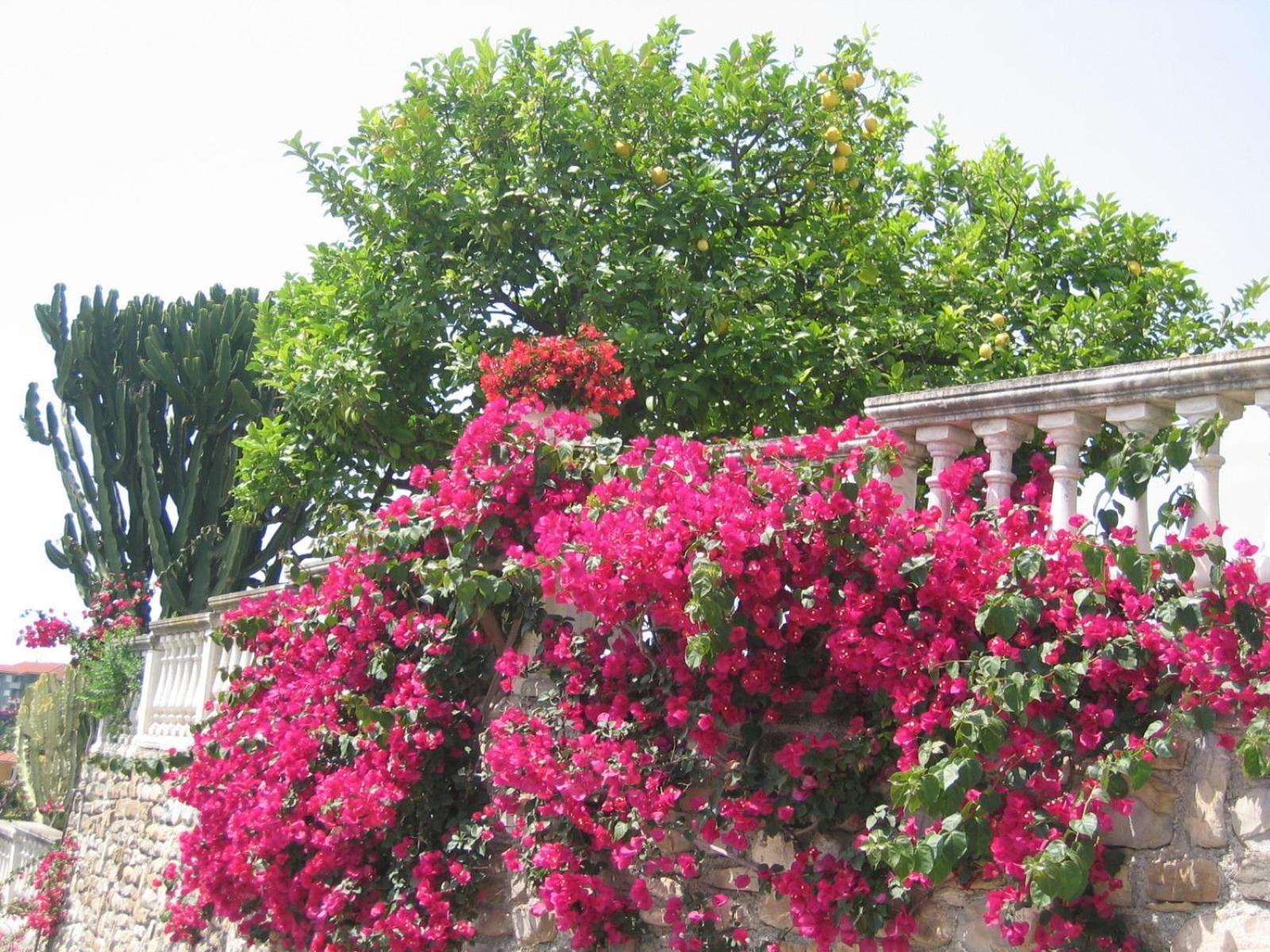 Villa Ca Dei Conti San Bartolomeo Al Mare Zimmer foto
